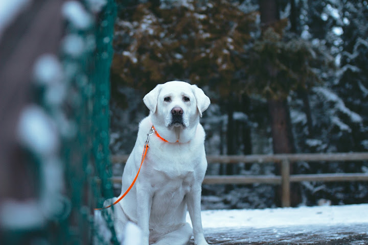 White dog beside a snowy woodland fence