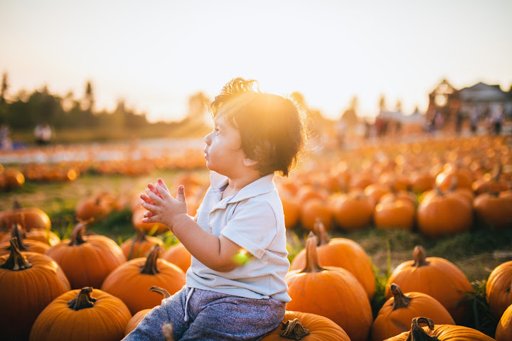 Child exploring a pumpkin patch at sunset