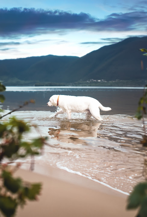 White dog wading in a mountain lake