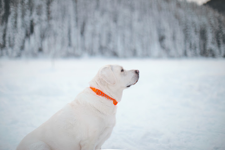 White dog looking across a snowy field