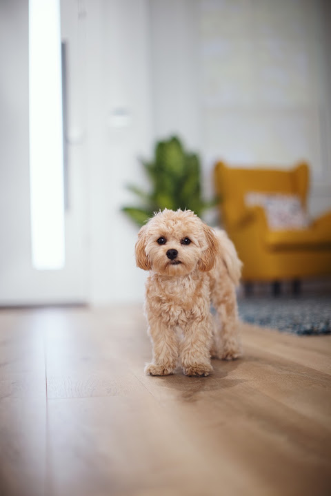 Small dog sitting indoors