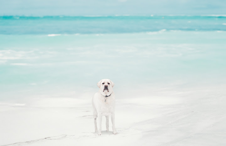 White dog sitting beside turquoise water